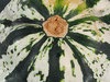 Cucurbita pepo Ptisson vert et blanc; ombilics