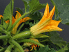 Cucurbita pepo Blanche de Virginie; fleurs-F
