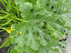 Cucurbita pepo Sucrine du Brsil; feuilles