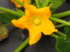 Cucurbita pepo Courgette blanche d'Egypte; fleurs-F