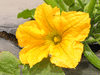 Cucurbita pepo F1 starship; fleurs-M