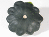 Cucurbita pepo F1 starship; ombilics