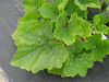 Cucurbita pepo Abobrinha mineiro; feuilles