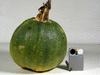 Cucurbita pepo Huicha; fruits
