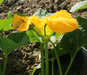 Cucurbita pepo Gill's Golden Pippin; fleurs-M