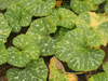 Cucurbita moschata Musque d'Ancenis; feuilles