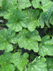 Cucurbita moschata Musque de la Venise verte; feuilles