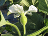Lagenaria siceraria Calebasse africaine; fleurs-F