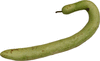 Lagenaria siceraria Serpent; fruits