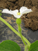 Lagenaria siceraria Swan Lightgroen; fleurs-F
