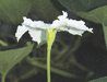 Lagenaria siceraria Swan Lightgroen; fleurs-M