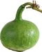 Lagenaria siceraria Mini Congo; fruits