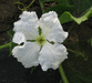Lagenaria siceraria Mayo Giant Bule; fleurs-M
