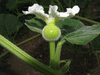 Lagenaria siceraria Chata P. Alegre; fleurs-F