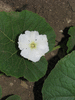Lagenaria siceraria Chata P. Alegre; fleurs-M