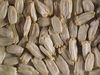 Lagenaria siceraria Cricket Gourd; graines