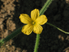 Cucumis dipsaceus Concombre bardane; fleurs-M