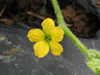 Cucumis melo Ananas; fleurs-F