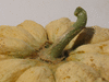Cucumis melo Cantaloup prescott fond blanc; pedoncules