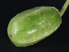 Cucumis anguria Concombre des Antilles liso calcuta; fruits