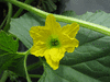 Cucumis melo Ogen (Haogen) de poche; fleurs-F