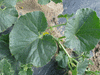 Cucumis melo Iroquois; feuilles