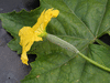 Luffa cylindrica Courge ponge; fleurs-F