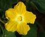 Luffa operculata ; fleurs-M