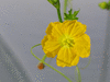 Luffa operculata ; fleurs-F