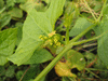 Cyclanthera explodens ; fleurs-F