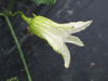 Coccinia grandis ; fleurs-M