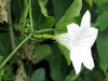 Coccinia grandis ; fleurs-F