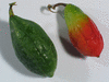 Coccinia grandis ; fruits