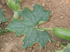 Luffa sepium ; feuilles