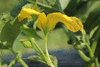 Luffa sepium ; fleurs-M