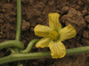 Citrullus lanatus Egusi; fleurs-F