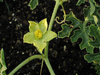 Citrullus colocynthis (coloquinte vraie); fleurs-M