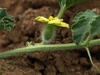 Citrullus colocynthis (coloquinte vraie); fleurs-F