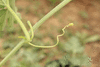 Citrullus colocynthis (coloquinte vraie); vrilles