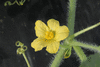 Citrulus  lanatus Lune et toiles Van Doren strain; fleurs-M