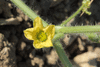 Citrulus  lanatus Lune et toiles Van Doren strain; fleurs-F