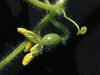 Citrullus lanatus Lune toiles  fruits ronds; fleurs-F