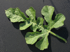 Citrullus lanatus Pastque  confire de Vende; feuilles