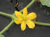 Citrullus lanatus Pastque  confire de Vende; fleurs-M