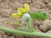 Citrullus lanatus Pastque  confire de Vende; fleurs-F