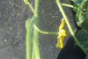 Citrullus lanatus Pastque  confire  graines vertes; fleurs-M