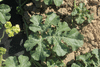 Citrullus lanatus Colorado preserving or red seeded citron; feuilles