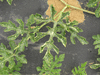 Citrullus lanatus Lune et toiles  chair jaune; feuilles