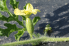 Citrullus lanatus Lune et toiles  chair jaune; fleurs-F