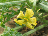 Citrullus lanatus Sweet Siberian; fleurs-F